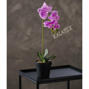 Kunstblume Orchidee 40 cm im Topf