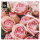 Servietten Rose 33x33cm 16er Pack